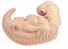 Human Embryo