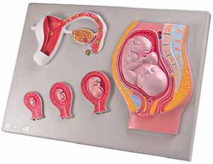 Fetal Development Exporter & Educational Laboratory Equipmen
