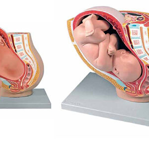 Pregnancy Pelvis with Mature Fetus Exporter & Educational La