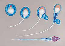 Spermatogenesis Exporter & Educational Laboratory Equipment