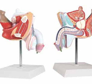 Pathological Model of the Male Urogenital System Exporter &