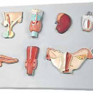 Organs of the Endocrine System Exporter & Educational Labora