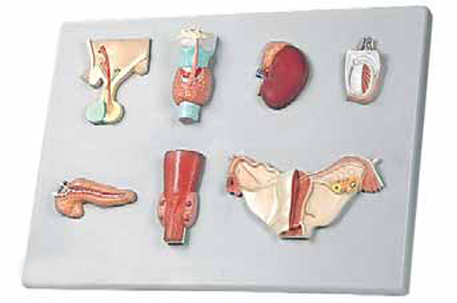 Organs of the Endocrine System Exporter & Educational Labora