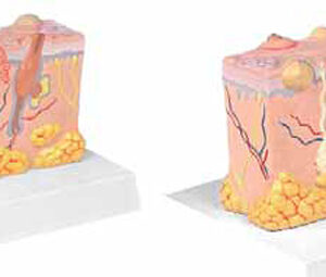 Pathological Model of the Skin Exporter & Educational Labora