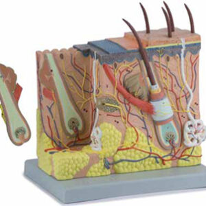 Skin Model