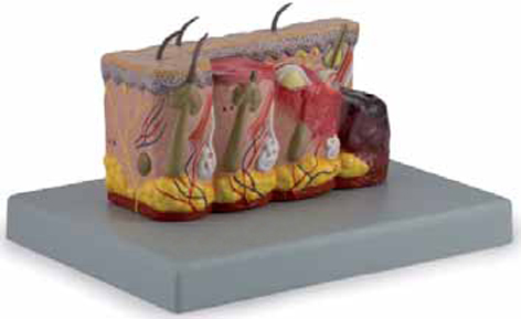 Pathological Model of Burned Skin Exporter & Educational Lab