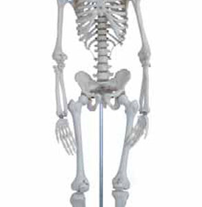 Mini Skeleton Exporter & Educational Laboratory Equipment Su