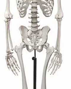 Human Skeleton Exporter & Educational Laboratory Equipment S