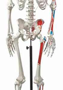 Human Muscular Skeleton Exporter & Educational Laboratory Eq