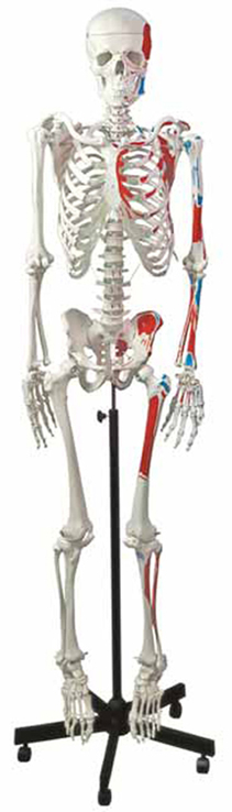 Human Muscular Skeleton Exporter & Educational Laboratory Eq