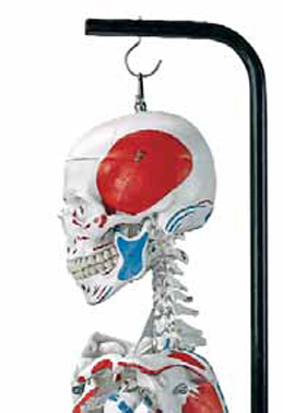 Human Skeleton