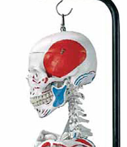 Human Muscular Skeleton