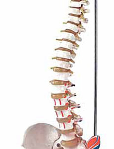 Flexible Vertebral Column with Femur Heads and Muscle Insert