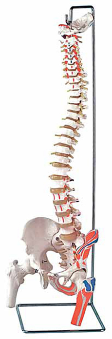 Flexible Vertebral Column with Femur Heads and Muscle Insert