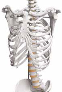 Skeleton of Human Trunk Exporter & Educational Laboratory Eq