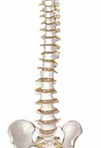 Flexible Vertebral Column Exporter & Educational Laboratory
