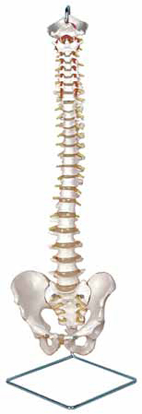 Flexible Vertebral Column Exporter & Educational Laboratory