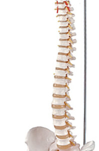 Flexible Vertebral Column with Femur Heads Exporter & Educat