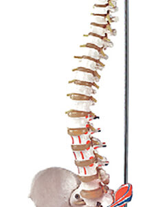 Flexible Vertebral Column with Femur Heads