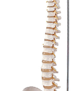Flexible Vertebral Column with Open Sacrum and Femur Heads E