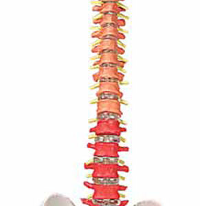 Flexible Spinal Column with Colour Coded Regions Exporter &