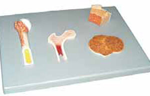 Bones Structure Exporter & Educational Laboratory Equipment