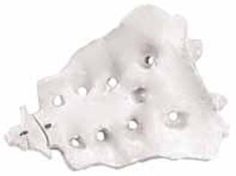 Sacrum with Coccyx Exporter & Educational Laboratory Equipme