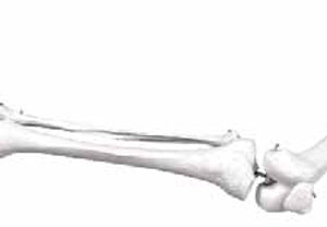 Skeleton of Lower Limb with Half Pelvis Exporter & Education