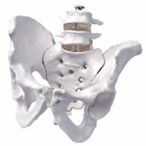 Model of Pelvis with 4th and 5th Lumbar Vertebrae Exporter &