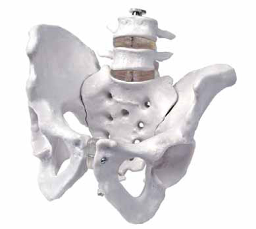 Model of Pelvis with 4th and 5th Lumbar Vertebrae Exporter &