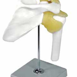 Shoulder Joint Exporter & Educational Laboratory Equipment S