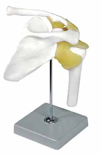 Shoulder Joint Exporter & Educational Laboratory Equipment S
