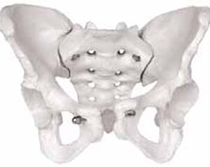 Female Skeletal Pelvis Exporter & Educational Laboratory Equ