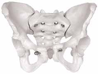 Female Skeletal Pelvis Exporter & Educational Laboratory Equ