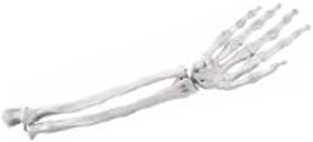 Bones of the Hand and Forearm Exporter & Educational Laborat