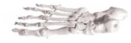 Bones of the Foot Exporter & Educational Laboratory Equipmen
