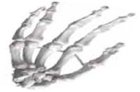 Hand Bones Exporter & Educational Laboratory Equipment Suppl
