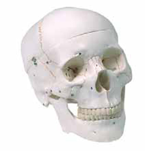 Human Skull
