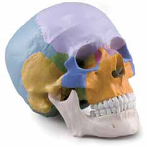 Coloured Skull 3 Parts Exporter & Educational Laboratory Equ