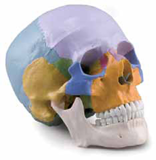 Coloured Skull 3 Parts Exporter & Educational Laboratory Equ