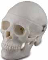 Mini Skull Exporter & Educational Laboratory Equipment Suppl