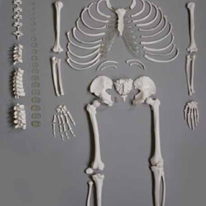 Human Disarticulated Skeleton