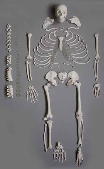 Human Disarticulated Skeleton