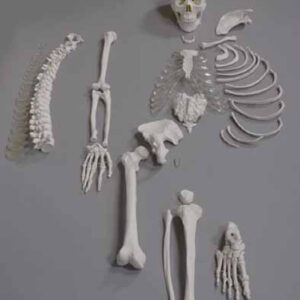 Human Disarticulated Skeleton