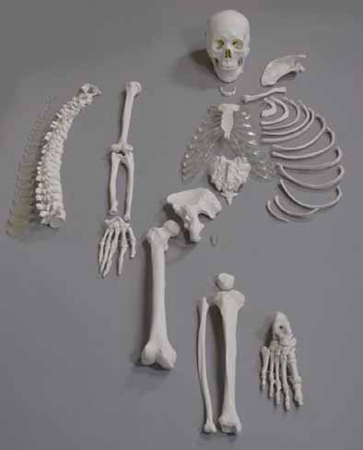 Human Disarticulated Skeleton