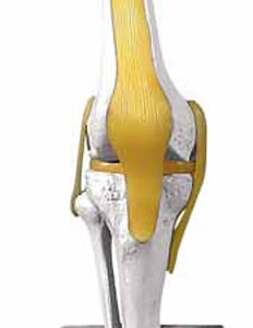 Knee Joint Exporter & Educational Laboratory Equipment Suppl