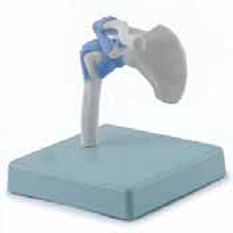 Miniature Joints Exporter & Educational Laboratory Equipment