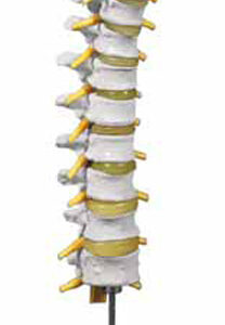 Thoracic Spinal Column Exporter & Educational Laboratory Equ