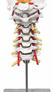 Cervical Spinal Column Exporter & Educational Laboratory Equ