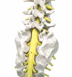 Lumbar Spinal Column with Sacral and Coccyx Bones Exporter &
